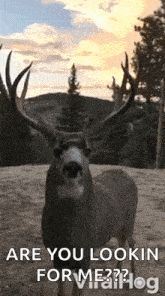 lick-sniff.gif